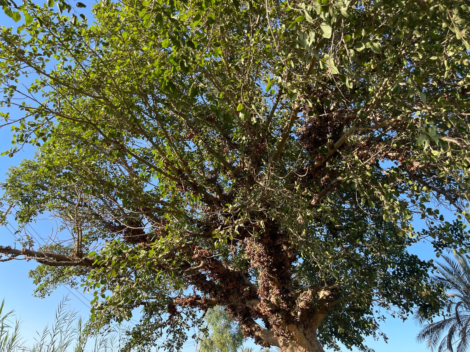 شجرة الجميز (14)