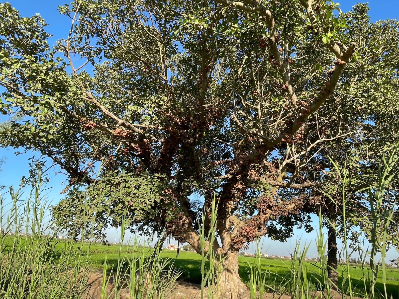 شجرة الجميز (10)