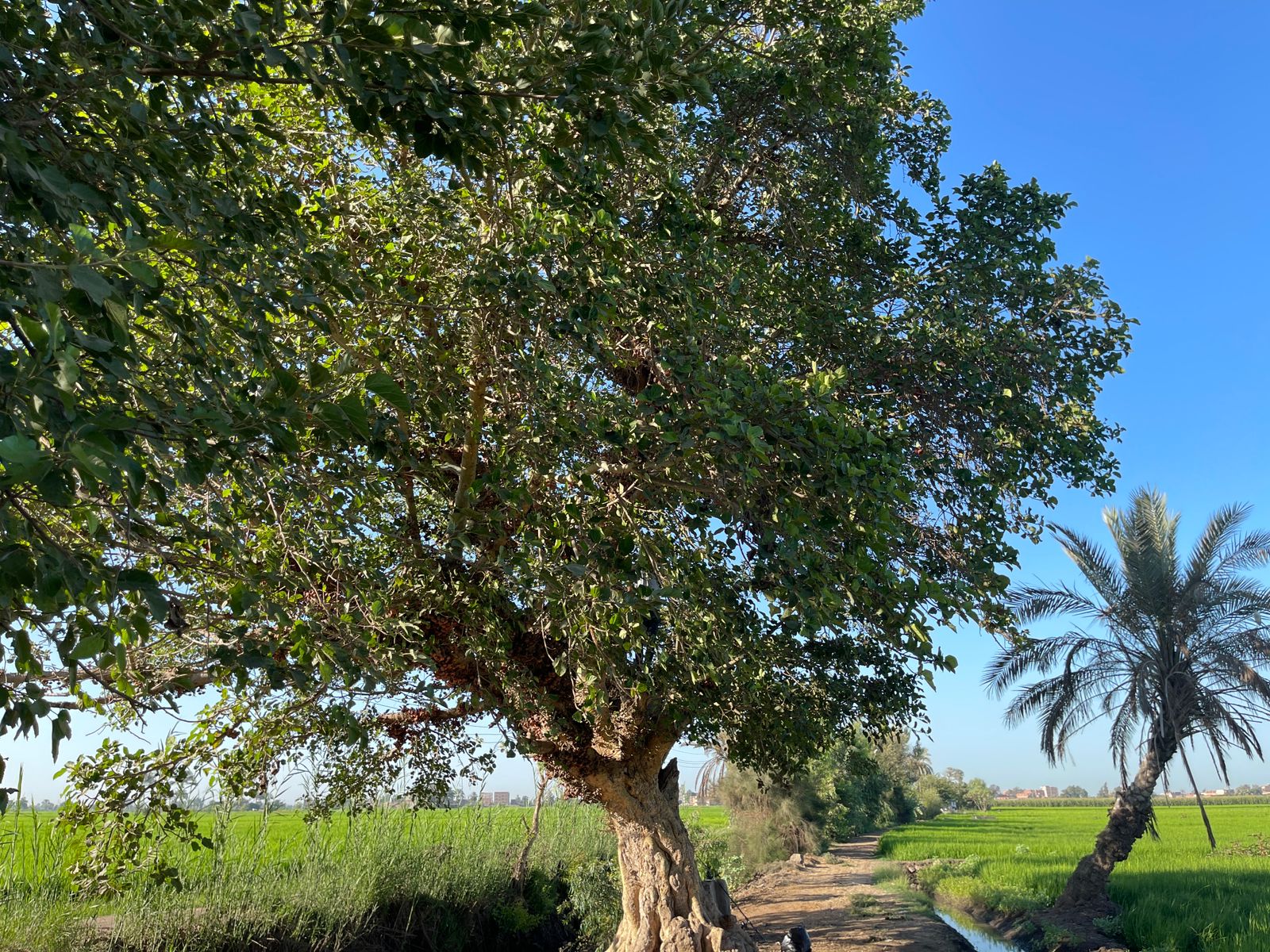 شجرة الجميز (2)