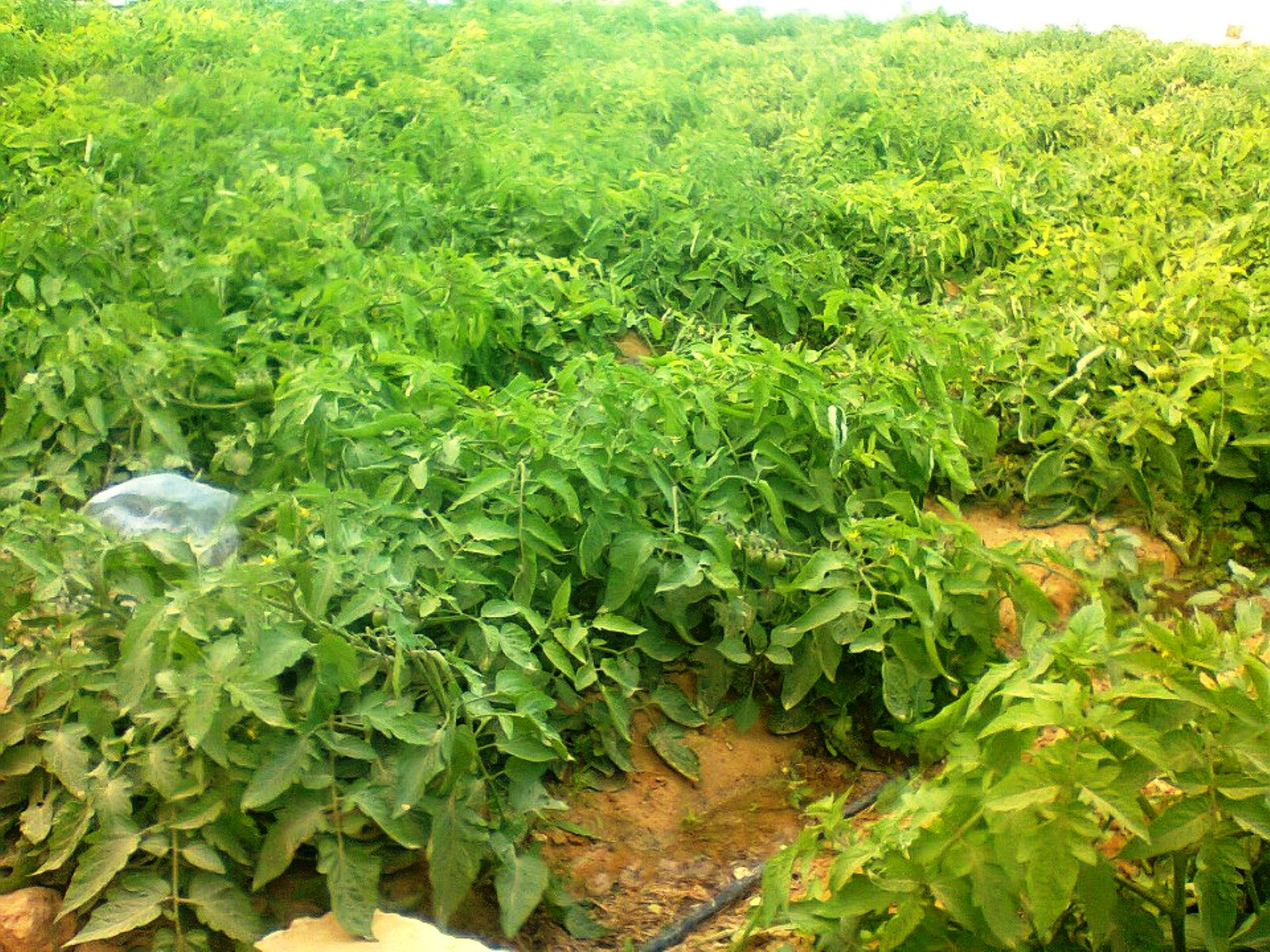 مشروعات زراعية ضمن مشورع تنمية غرب مصر