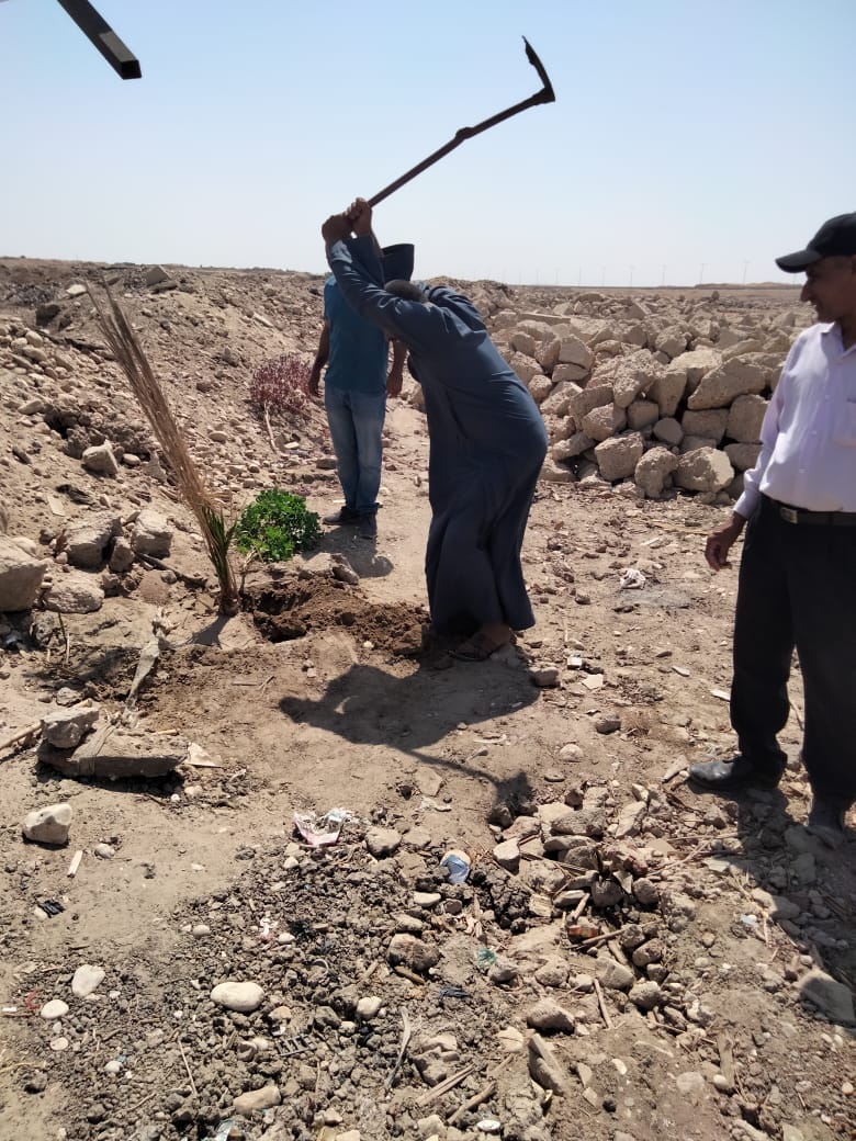 إزالة تعديات بزراعة أشجار على 2 فدان أملاك دولة بقرية المدامود