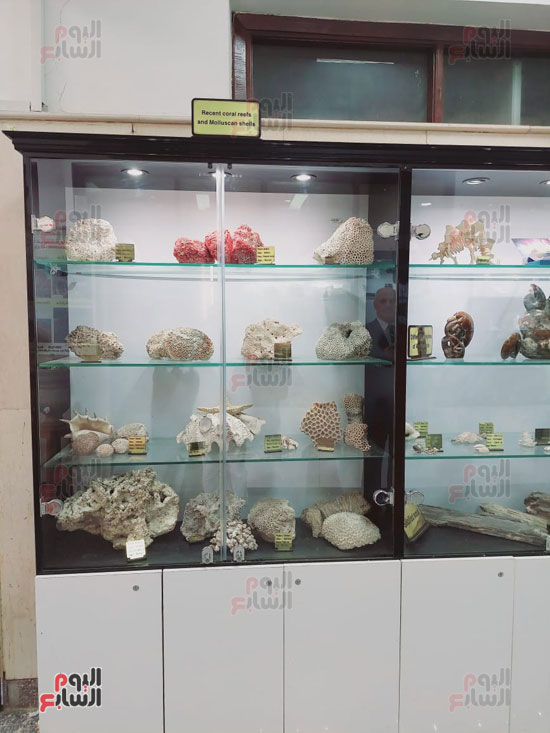 معروضات بمتحف الجيولوجيا بجامعة الفيوم