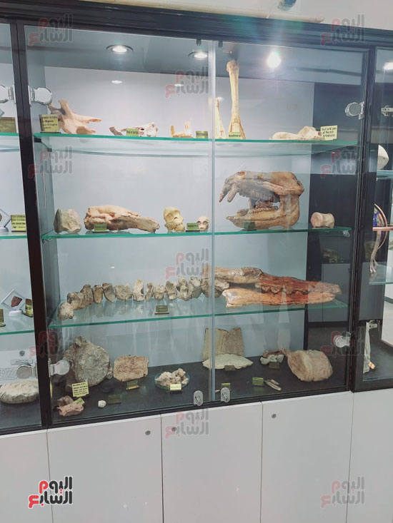 جانب من الحفريات والمحاريات بمتحف الفيوم للجولوجيا