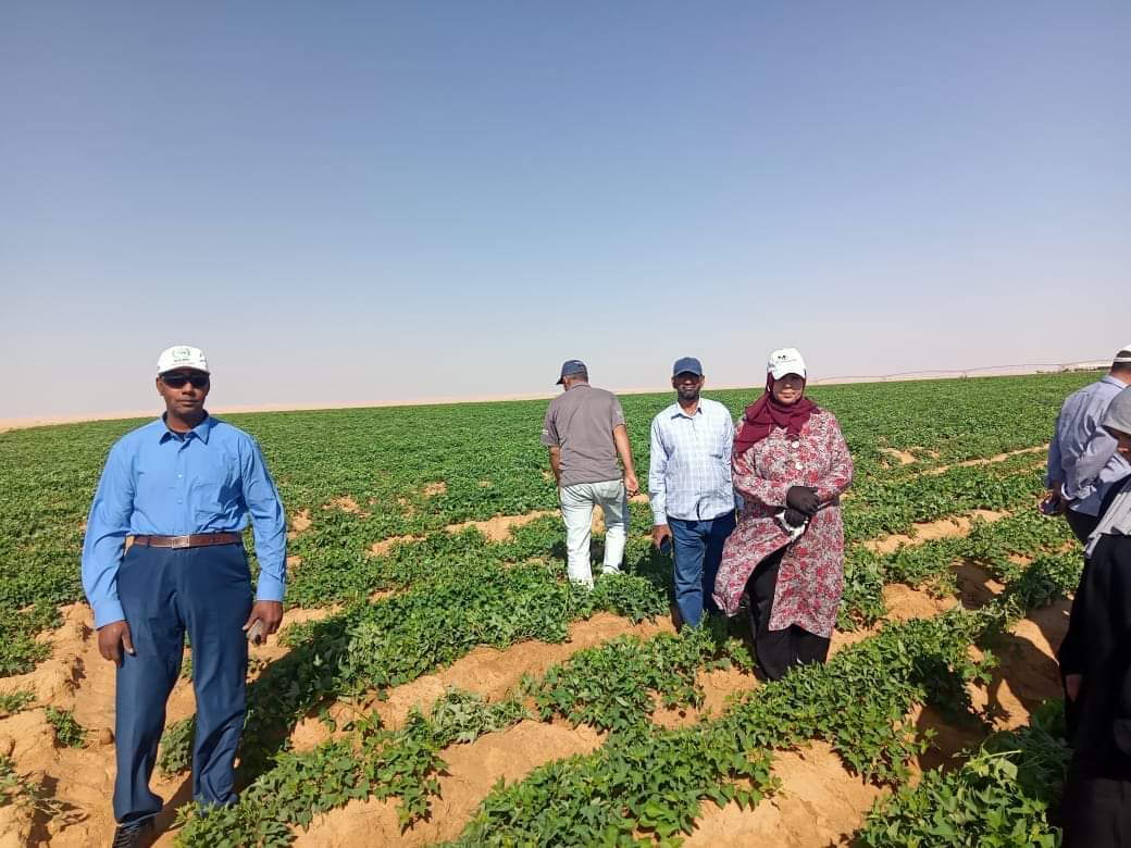 نجاح زراعة محصول البطاطا بالوادي الجديد  (19)