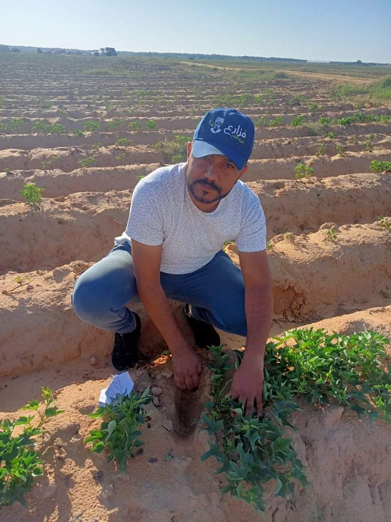 نجاح زراعة محصول البطاطا بالوادي الجديد  (15)