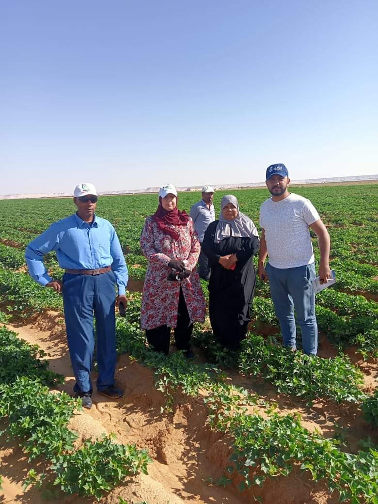 نجاح زراعة محصول البطاطا بالوادي الجديد  (7)