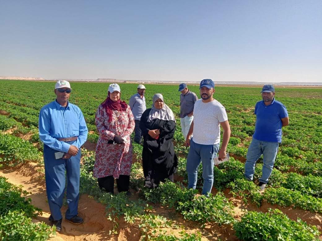 نجاح زراعة محصول البطاطا بالوادي الجديد  (24)