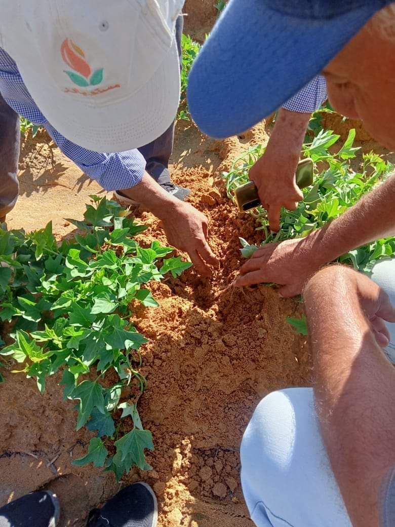 نجاح زراعة محصول البطاطا بالوادي الجديد  (9)