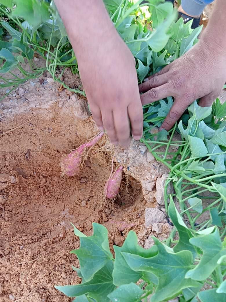 نجاح زراعة محصول البطاطا بالوادي الجديد  (26)