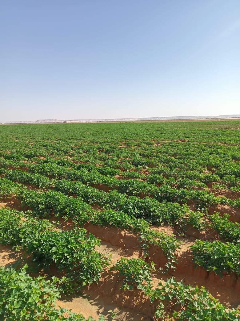 نجاح زراعة محصول البطاطا بالوادي الجديد  (13)