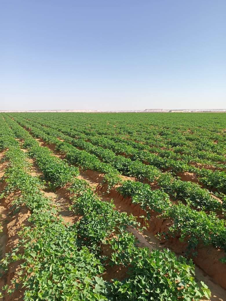 نجاح زراعة محصول البطاطا بالوادي الجديد  (14)
