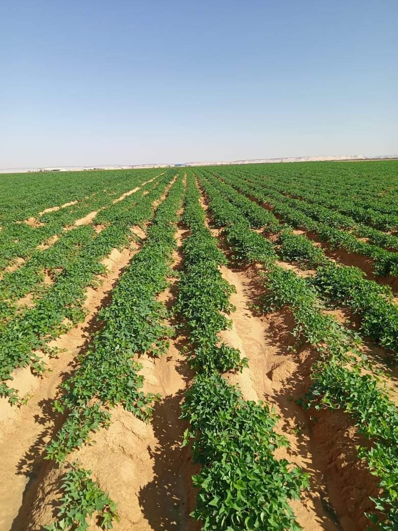 نجاح زراعة محصول البطاطا بالوادي الجديد  (8)