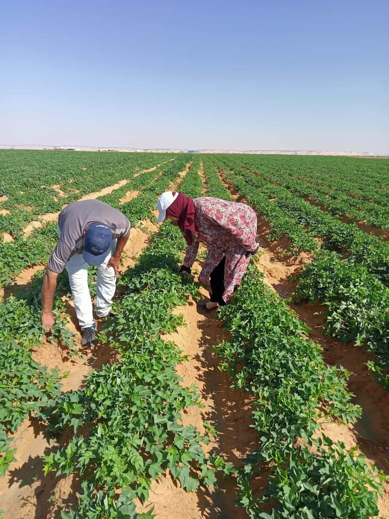 نجاح زراعة محصول البطاطا بالوادي الجديد  (23)