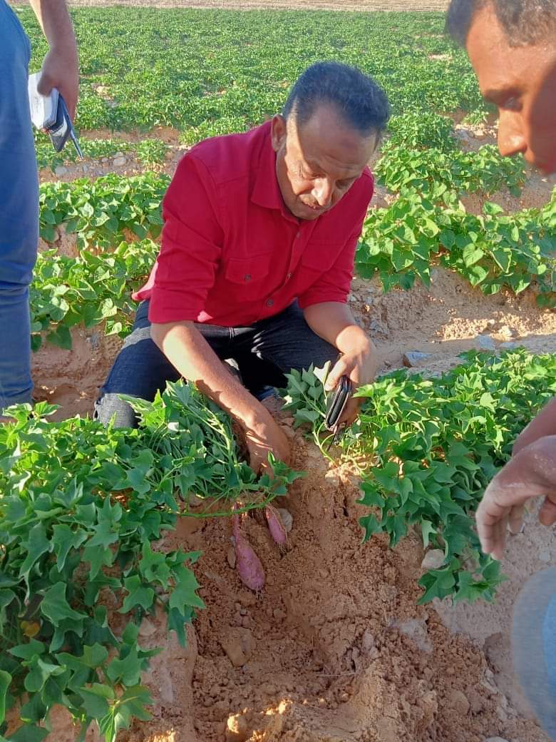 نجاح زراعة محصول البطاطا بالوادي الجديد  (27)