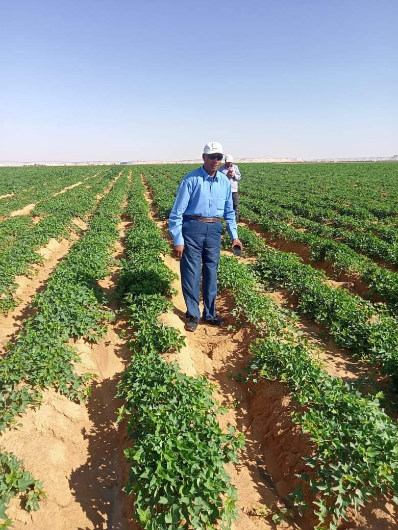 نجاح زراعة محصول البطاطا بالوادي الجديد  (11)