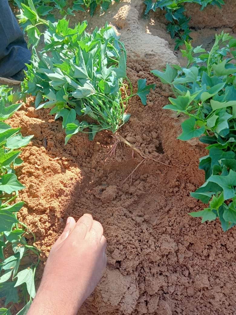 نجاح زراعة محصول البطاطا بالوادي الجديد  (22)