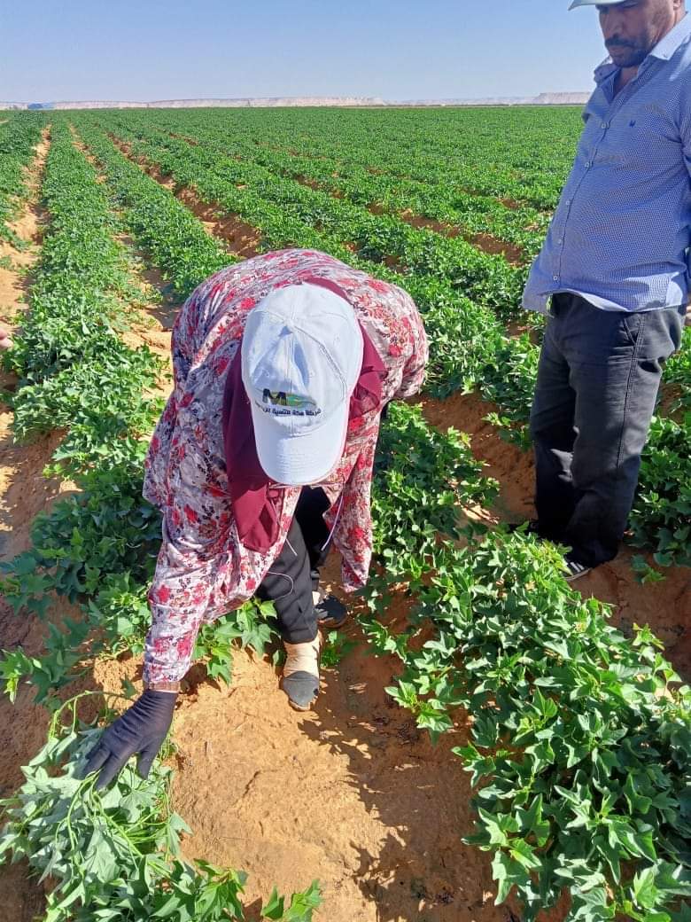 نجاح زراعة محصول البطاطا بالوادي الجديد  (10)
