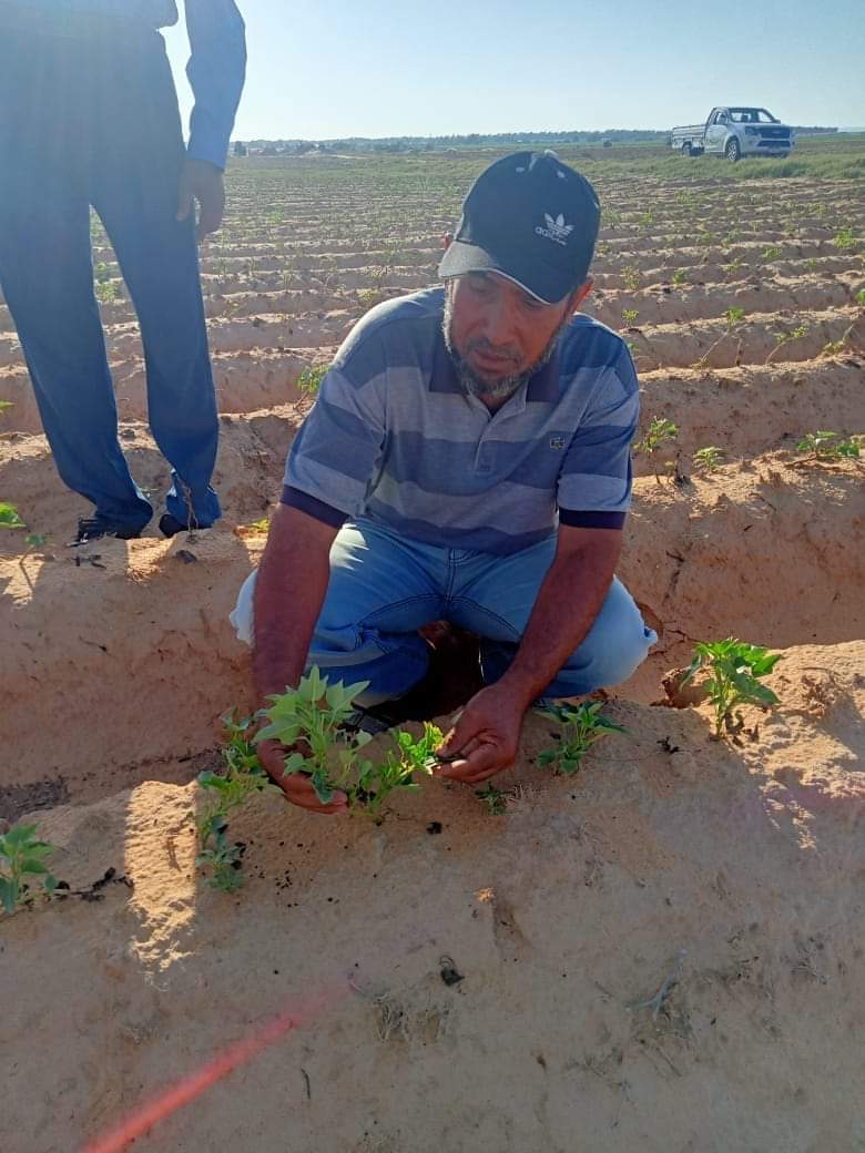 نجاح زراعة محصول البطاطا بالوادي الجديد  (16)
