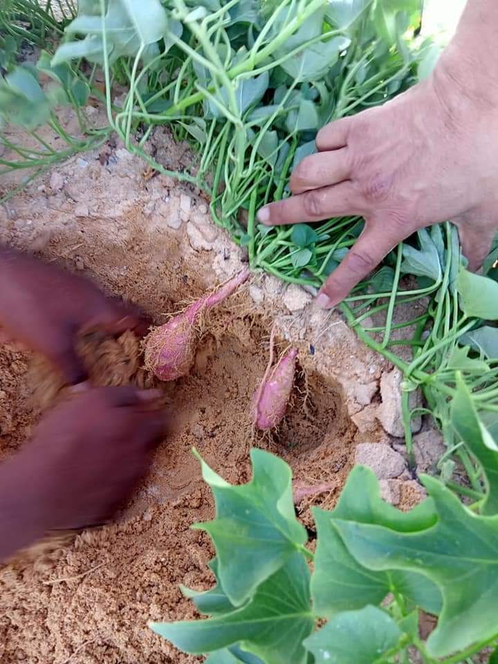 نجاح زراعة محصول البطاطا بالوادي الجديد  (29)