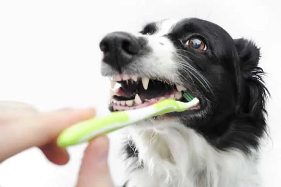 الحفاظ على أسنان الكلاب