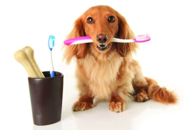 الحفاظ على أسنان كلبك