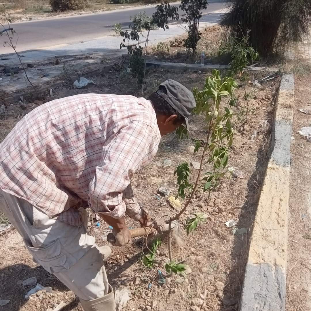 زراعة أشجار مثمرة بمدخل الناصرية في الإسكندرية