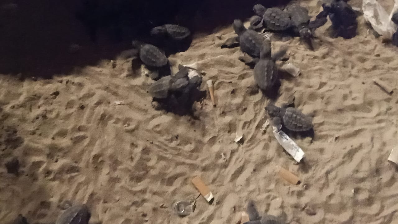 السلاحف تظهر على بحر العريش