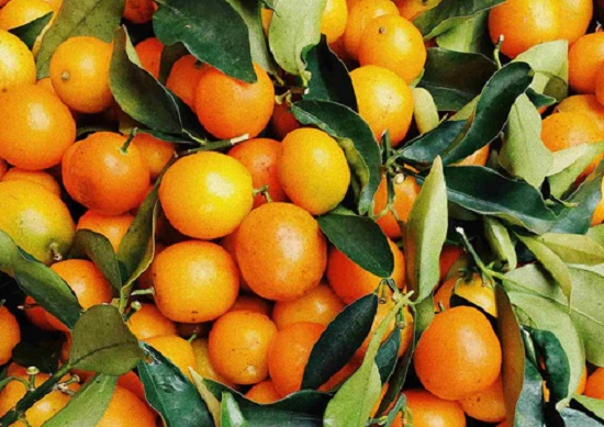 فوائد زيت البرتقال