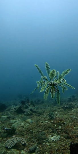 زنبق البحر يشبه النباتات الراقصة