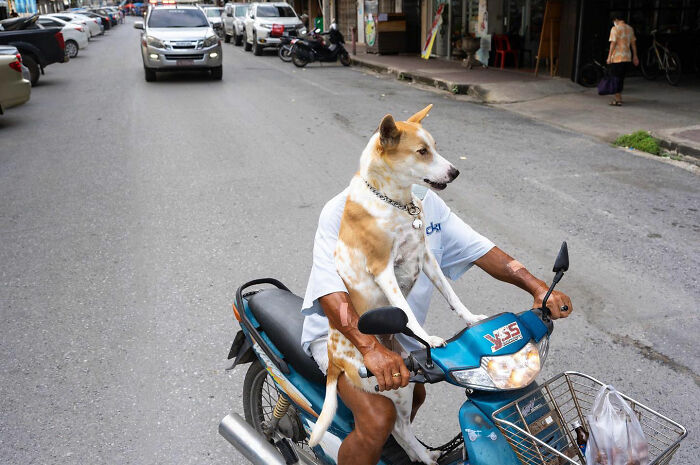 لقطة خادعة لكلب يقود دراجة