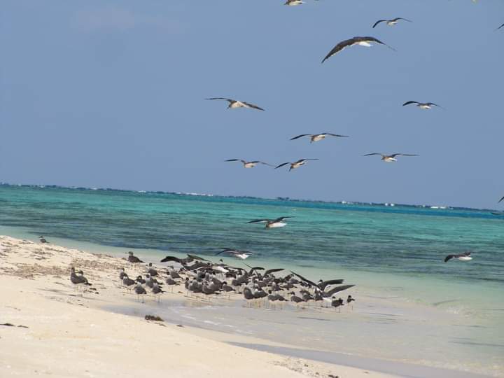 شواطئ قطاع حماطه بمرسى علم 