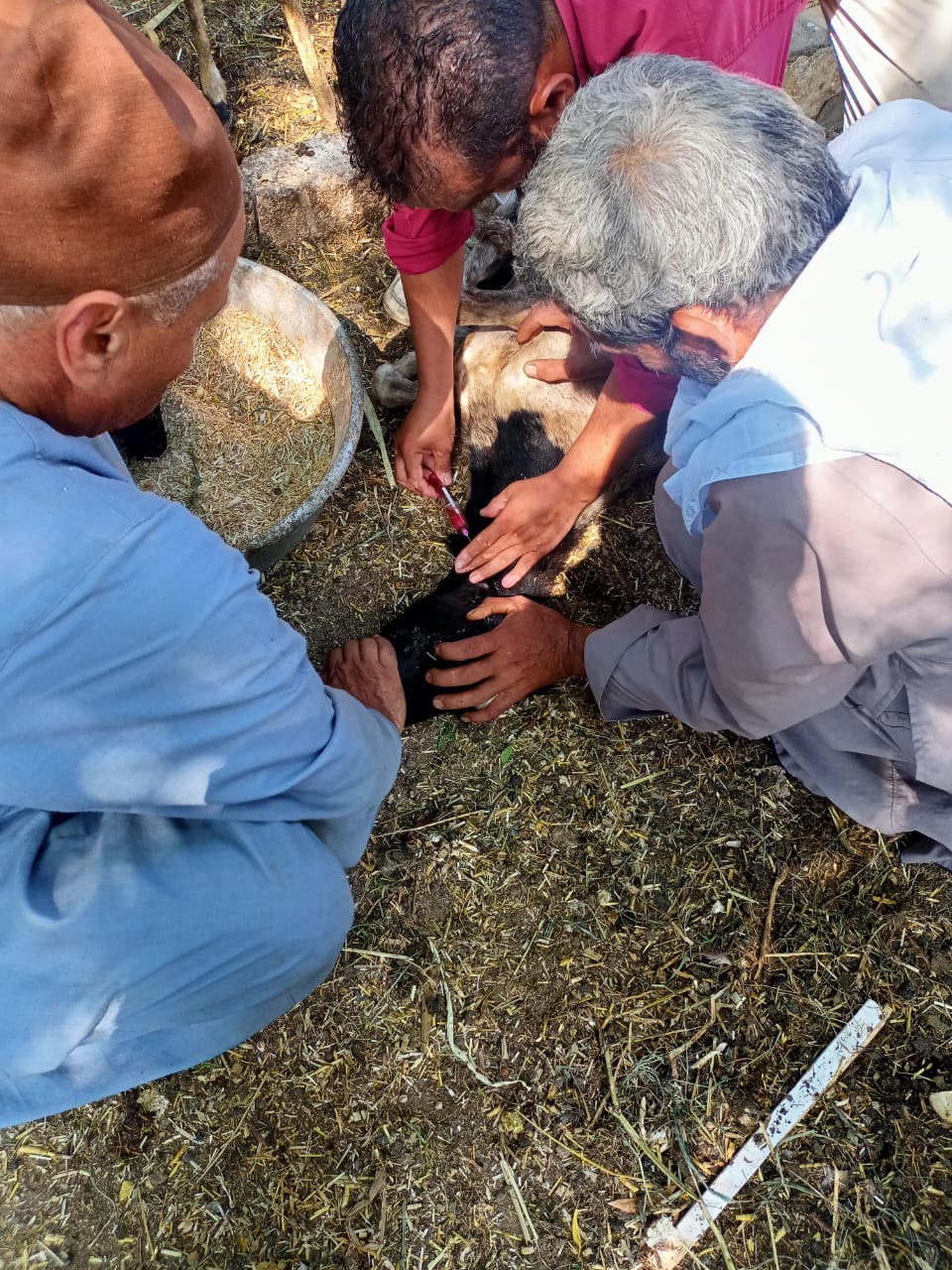 إطلاق قافلة بيطرية  علاجية إرشادية مجانية بقرية تفتيش وردان (6)