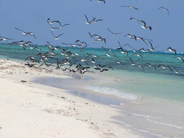 الطيور على شواطئ حماطه 