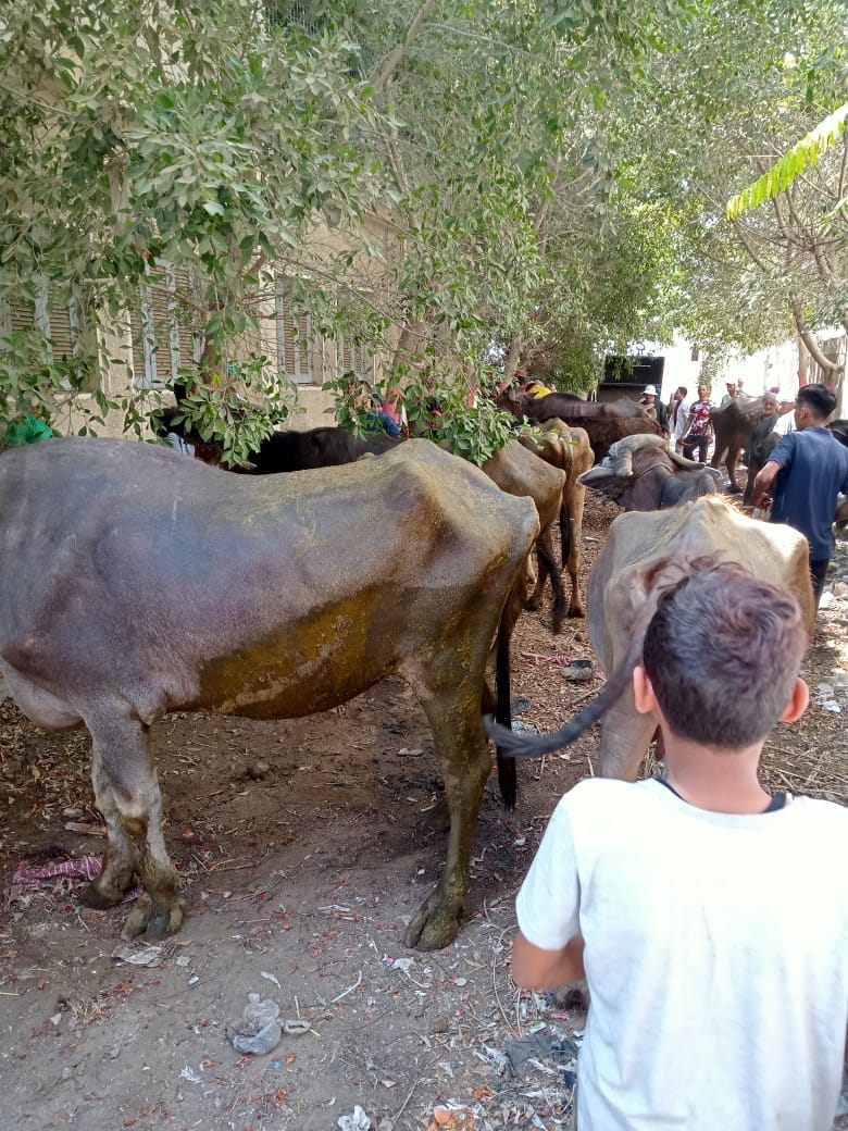 تحصين الماشية بكفر الشيخ