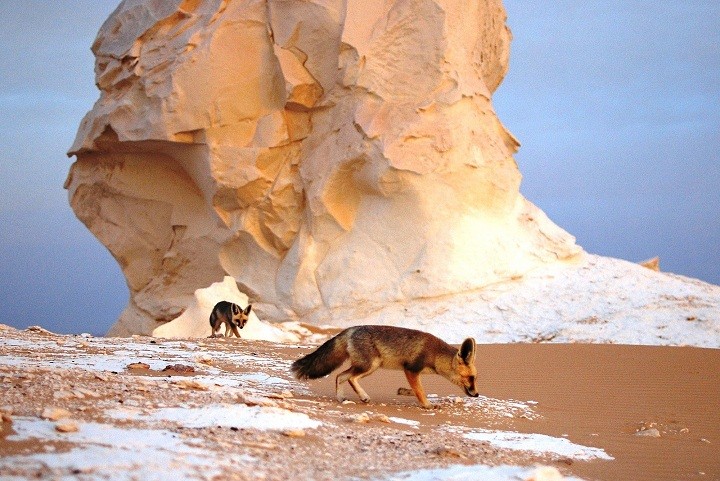 صورة نادرة للتنوع البيولوجى فى الصحراء البيضاء