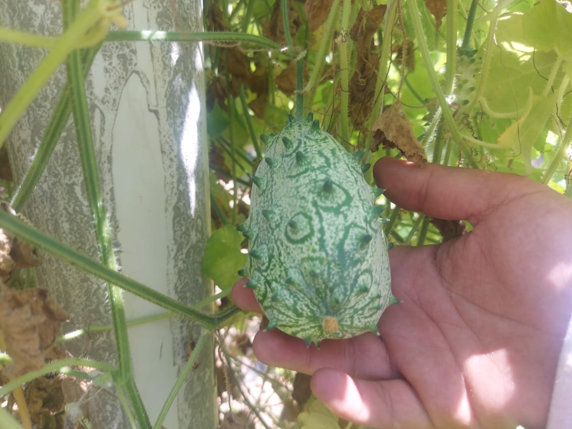 زراعة البطيخ أبو قرون بالإسماعيلية  (7)