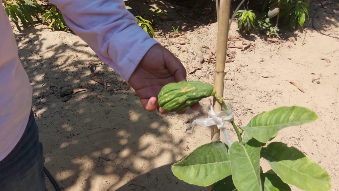 زراعة البطيخ أبو قرون بالإسماعيلية  (14)