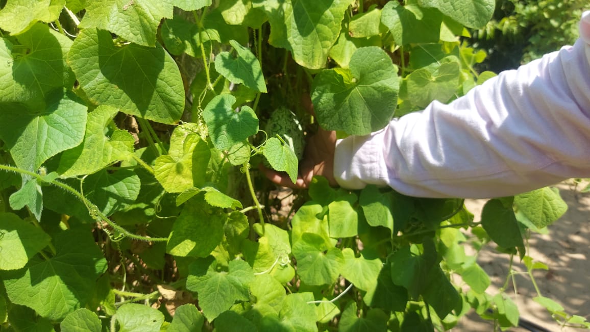 زراعة البطيخ أبو قرون بالإسماعيلية  (5)