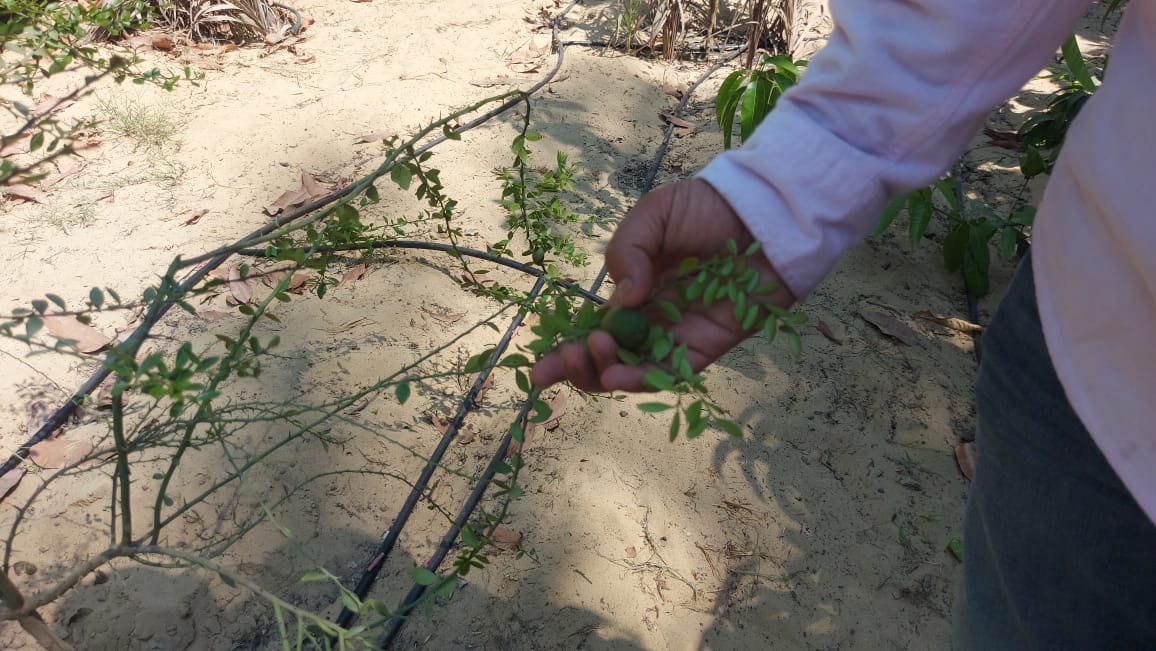 زراعة البطيخ أبو قرون بالإسماعيلية  (3)