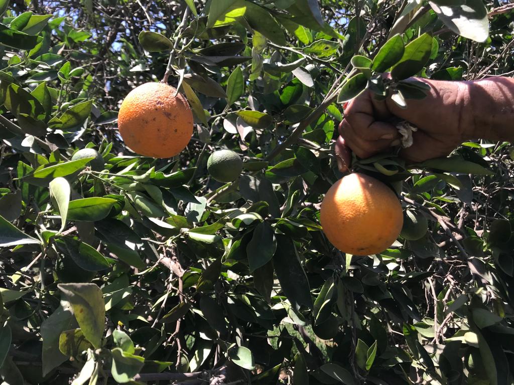 البرتقال الصيفي يزين الأشجار