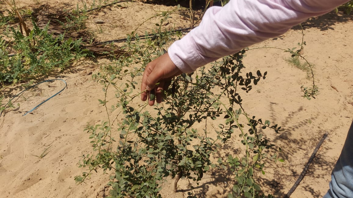 زراعة البطيخ أبو قرون بالإسماعيلية  (4)