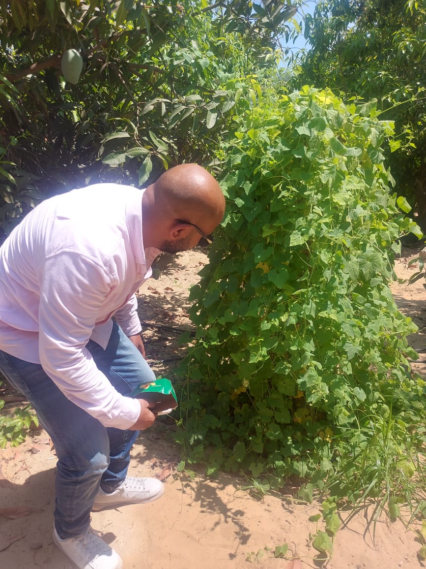 زراعة البطيخ أبو قرون بالإسماعيلية  (6)