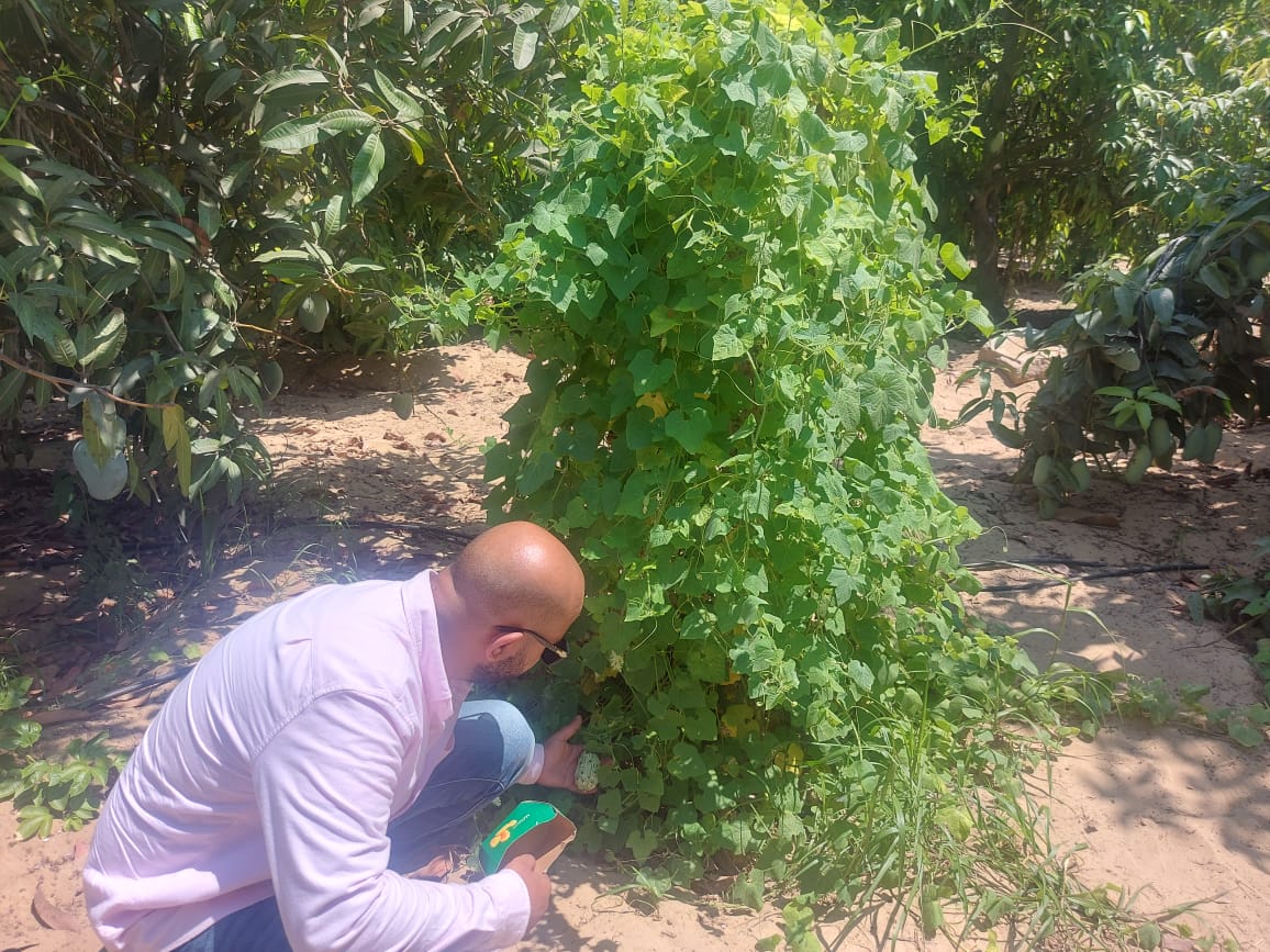 زراعة البطيخ أبو قرون بالإسماعيلية  (8)