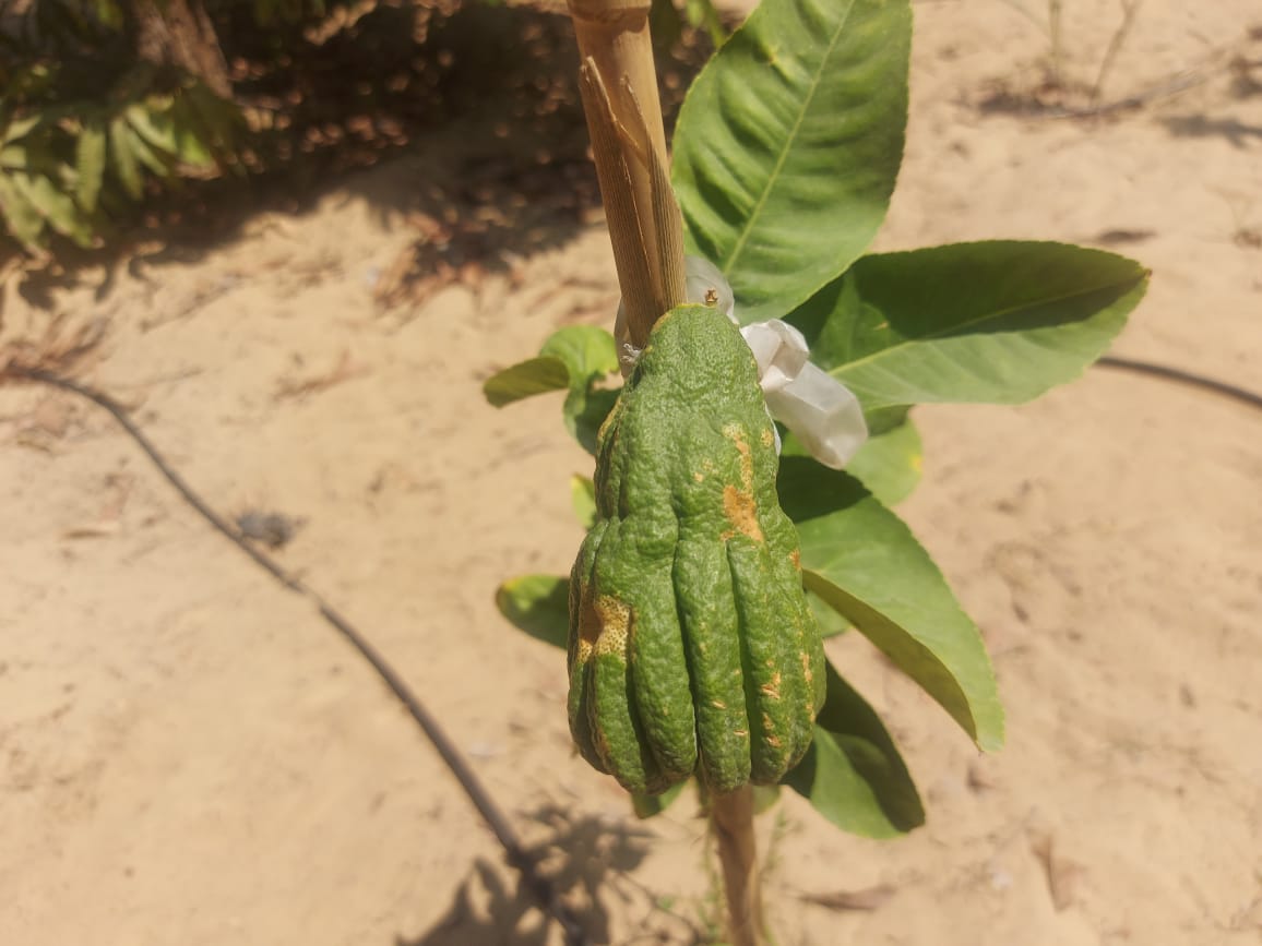 زراعة البطيخ أبو قرون بالإسماعيلية  (11)