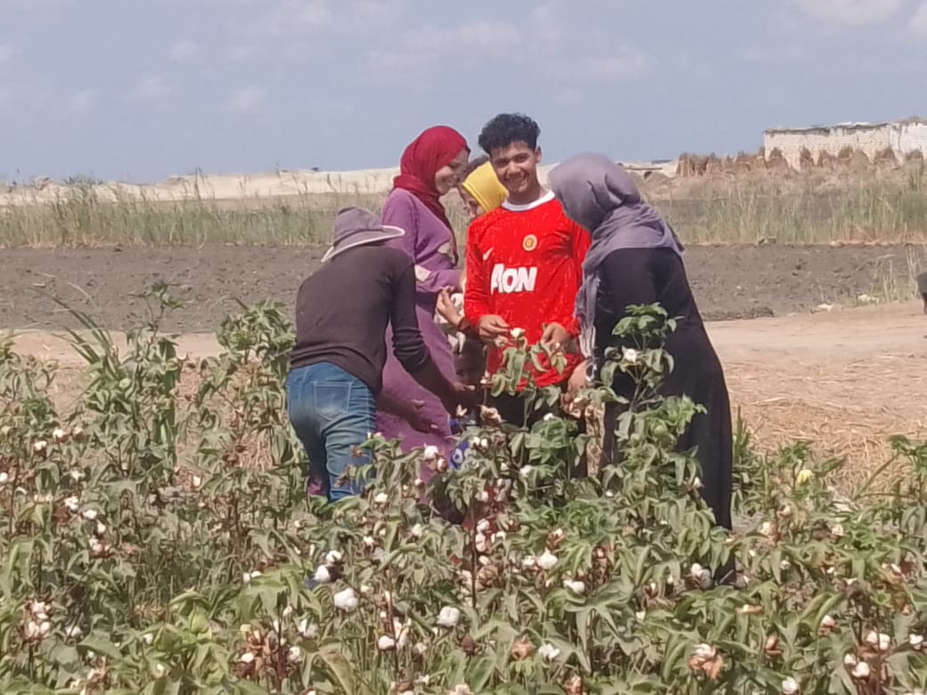 جانب من افتتاح موسم جني القطن (3)