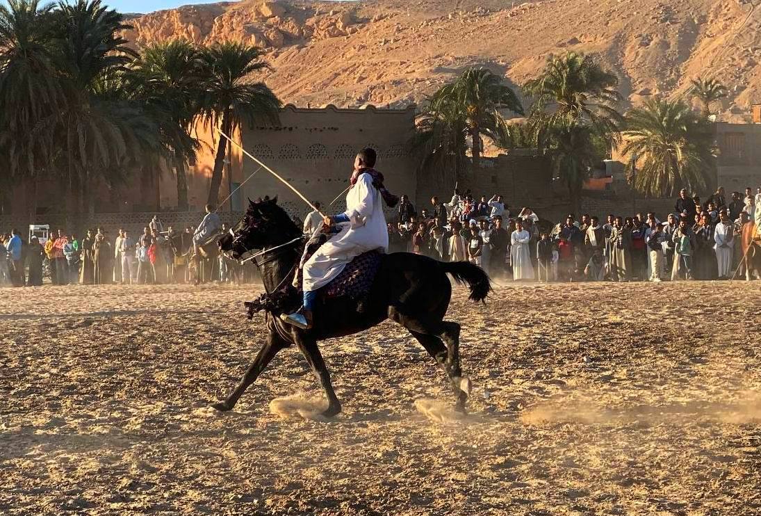 رقصات مميزة للخيول فى مولد أبو القمصان_1