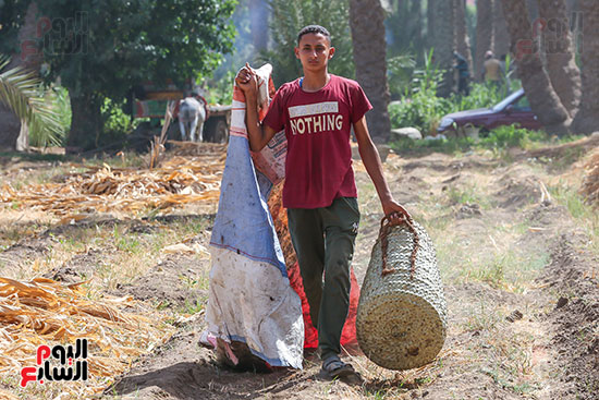 شاب يحمل ادوات حصاد البلح