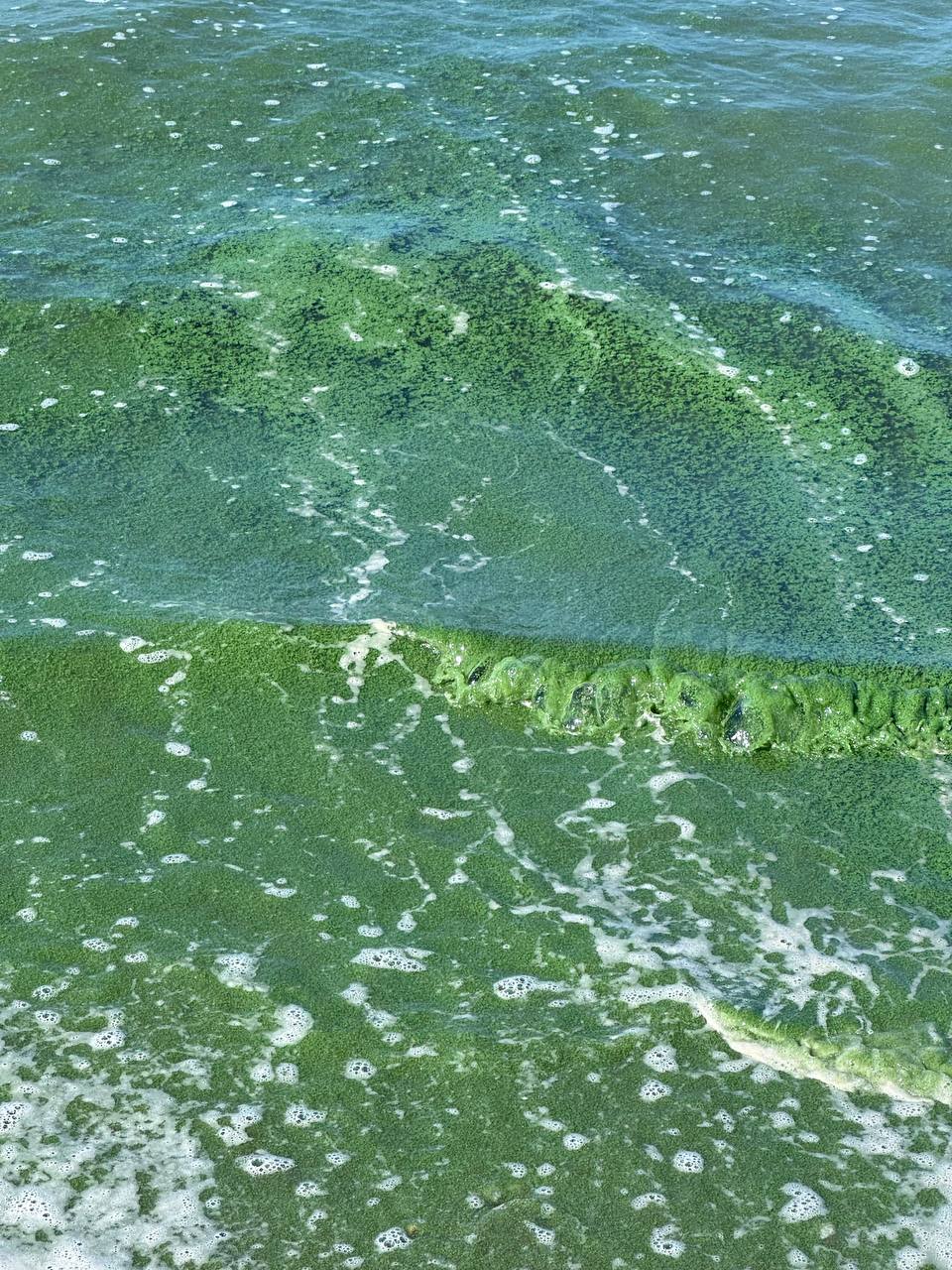 المياه الخضراء في بحر بورسعيد