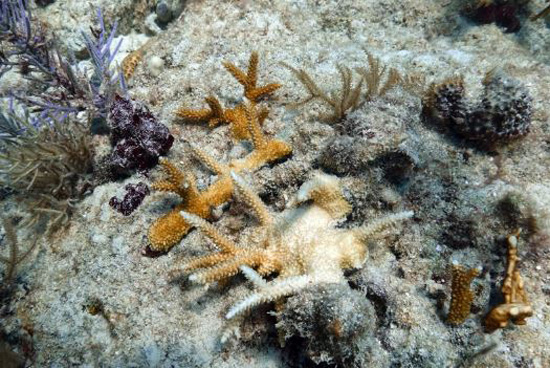 الشعاب المرجانية (9)
