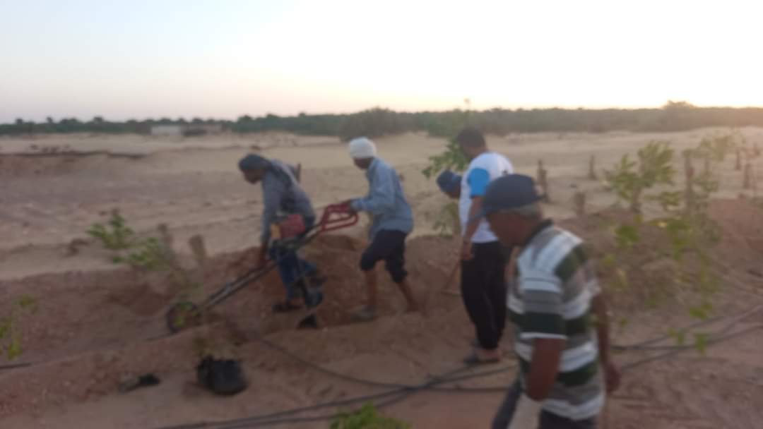 نجاح مبادرة زراعة الكثبان الرملية